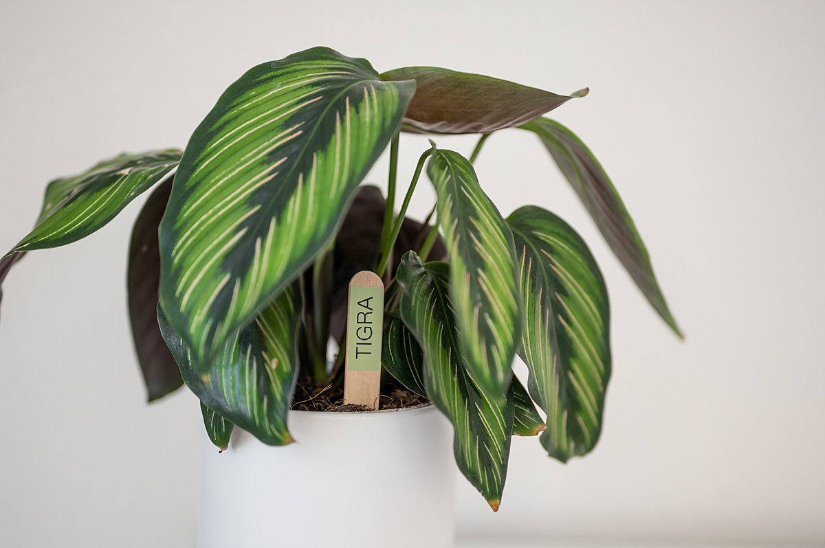 Naming Your Plants